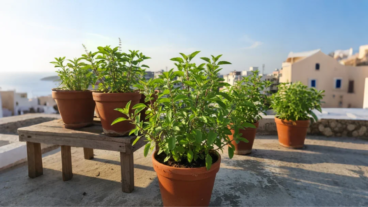 ছাদে টবে তুলসী চাষ! হাঁচি কাশির মহাঔষধ