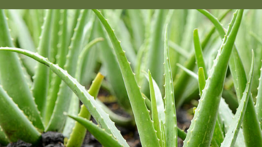 ঘৃতকুমারী  বা অ্যালোভেরা – সরবত ও রূপচর্চায় অনন্য