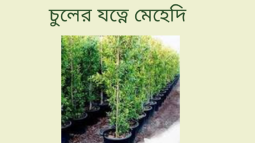 চুলের যত্নে মেহেদি