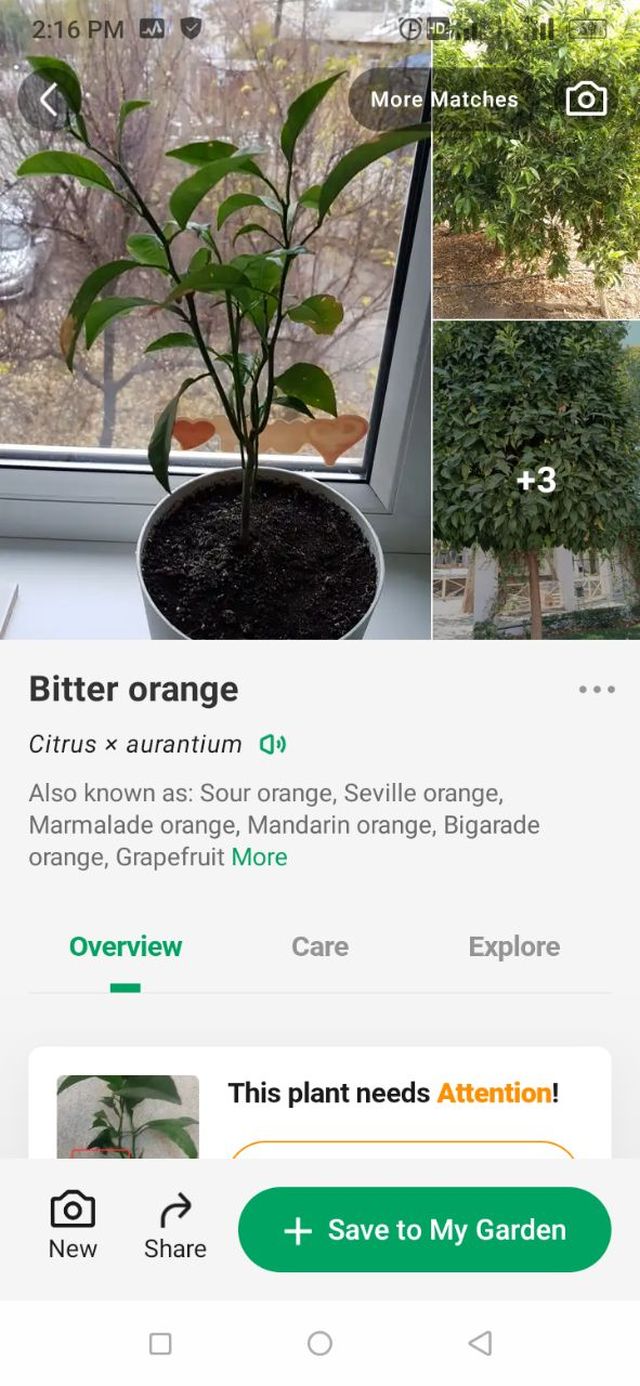 PictureThis-এর Magic