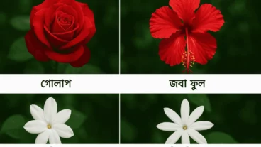 বাংলাদেশের জনপ্রিয় ১০টি ফুলের নাম