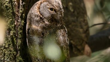 রাতের প্রহরী: এক টুকরো নিস্তব্ধতা ও মোবাইল ফটোগ্রাফি টিপস