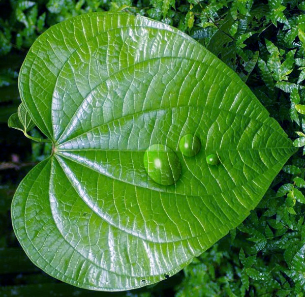 সব থেকে সহজ পদ্ধতিতে Water Drop/জলের ফোঁটা তৈরি করা – Photoshop Effect