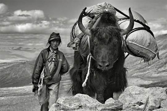 The-yak-man