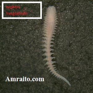 নোয়াখালী বিজ্ঞান ও প্রযুক্তির ড.বেলাল স্যার পেলেন এনিলিডা পর্বের নতুন একটি প্রজাতি।