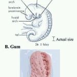 মানবদেহের স্তর সৃষ্ট, যেখানে আল-কুরয়ান এগিয়ে বিজ্ঞান পিছিয়ে।