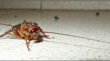 তেলাপোকা মানুষের স্বাস্থ্যের জন্য খুব ক্ষতিকর। নিয়ন্ত্রণ করুন।