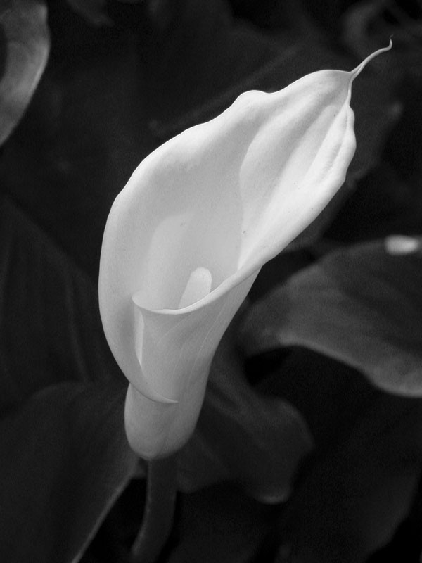 Android expert ভাইদের সাহায্য চাই !!!!!!!!