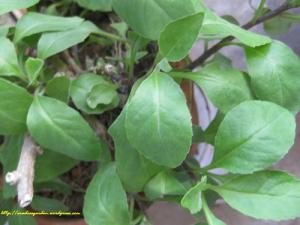 ডায়বেটিকস প্রতিরোধক গাছ এখন বাংলাদেশে সম্পূর্ণ ফ্রীতে