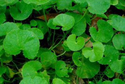 অবিশ্বাস্য মহৌষধ ফেলনা থানকুনি পাতা জেনে নিন এখনি