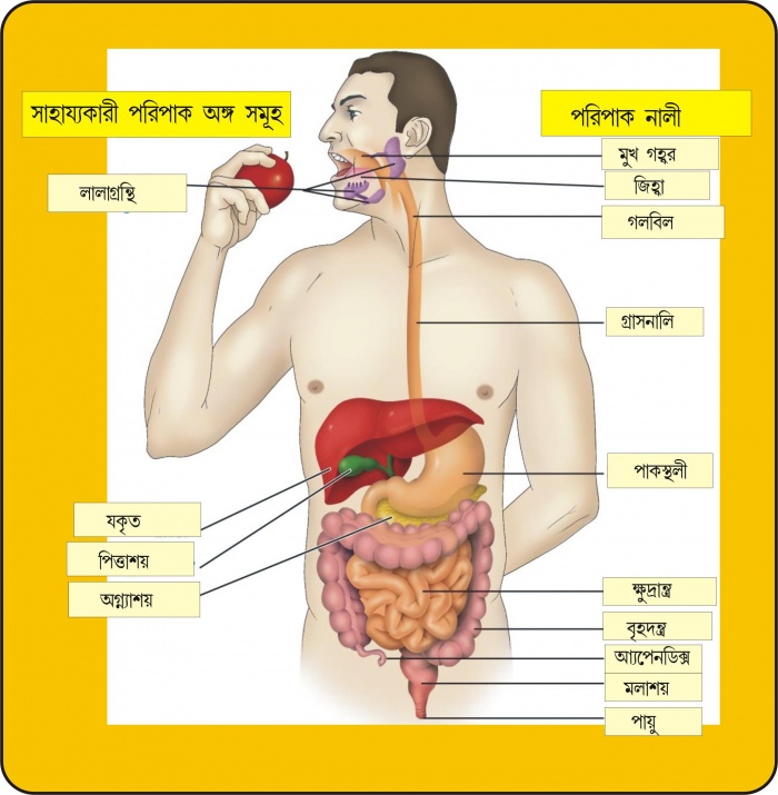 বায়োলোজি সহজে শিখি, মনে রাখি [পর্ব-০৪] :: নিয়ে এলাম মানব শারীর বিদ্যা – মানুষের DIGSTIVE SYSTEM  বা পরিপাক তন্ত্র। HSC ও Advanced Secondary Level ছাত্ররা দেখতে ভুলবেন না। প্রায় ৪০০০ শব্দের এই টিউনটিতে রয়েছে ছাত্রদের সুবিধার্থে ১৭ টি Colour Image.