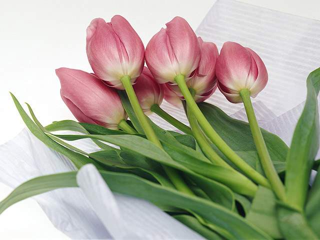 PayPal এর ভেরিফাইড একটা একাউন্ট দরকার