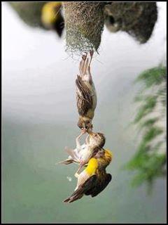 ফেসবুকে কুড়িয়ে পাওয়া ছবি। মন দিয়ে দেখুন!!!