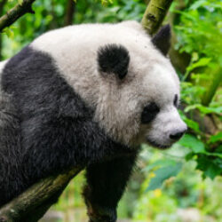 Profile picture of সোহাগ কায়ছার