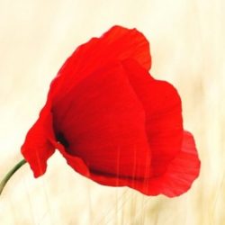 Profile picture of রফিকুল ইসলাম