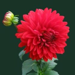 Profile picture of এইচ এম ইসলাম