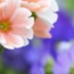 Profile picture of Md.Alinoor Ahamed