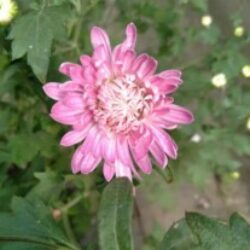 Profile picture of সুমাইয়া মৌ