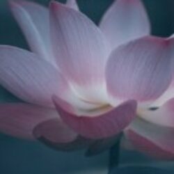 Profile picture of MS Sharif