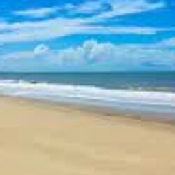 Profile picture of Owls