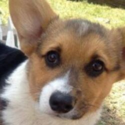 Profile picture of ফুনসুখ ওয়াংড়ু