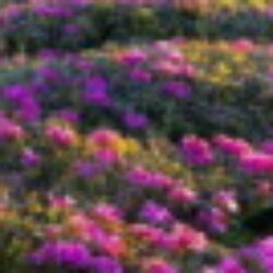 Profile picture of শিমুল ত্রিপুরা