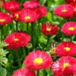 Profile picture of নাভিদ প্রসূন