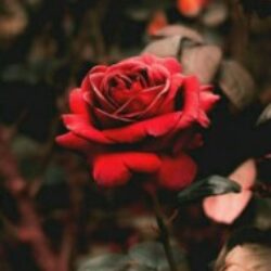 Profile picture of মেহেদী হাসান