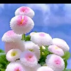 Profile picture of সৌ দামিনী