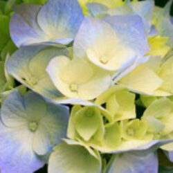 Profile picture of RAYHAN HOSEN