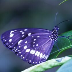 Profile picture of ফারিহা ঝিলাম