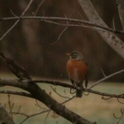 Profile picture of তাহমিনা আরিফা