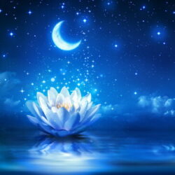 Profile picture of এভারেট নোয়েল