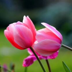 Profile picture of জুলিয়ানা মিলা