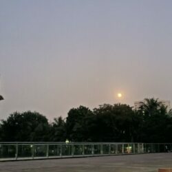 Profile picture of HAFSA