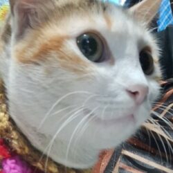 Profile picture of কুটুস কুটুস