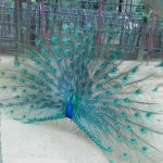 Profile picture of ইলিয়াস সরদার