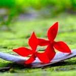 Profile picture of জাকির হোছাইন