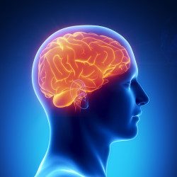 Profile picture of নয়ন হোসেন