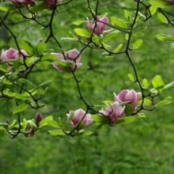 Profile picture of মোঃ রেজুয়ান হুসাইন