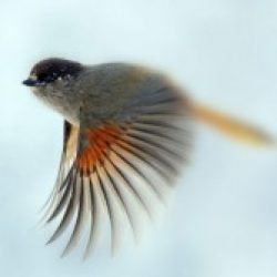 Profile picture of মোঃ জিসান