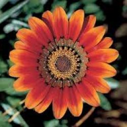 Profile picture of ইসলাম কে জানুন