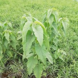 Profile picture of আদিল ইবনে সোলাইমান