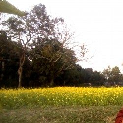 Profile picture of HM Sharif