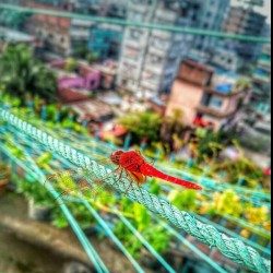 Profile picture of শিশির কণা