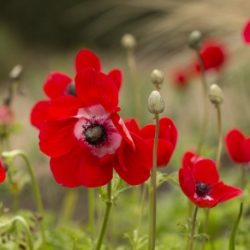 Profile picture of শহিদুল ইসলাম