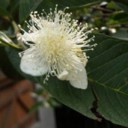 Profile picture of রাশেদ সরকার