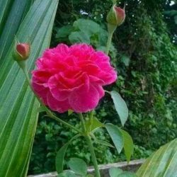 Profile picture of মোঃ শাহিদুল ইসলাম