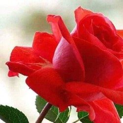 Profile picture of রাগিব ইয়াছার