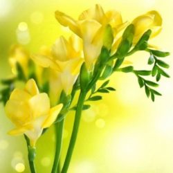 Profile picture of কাজী আরিফুল ইসলাম